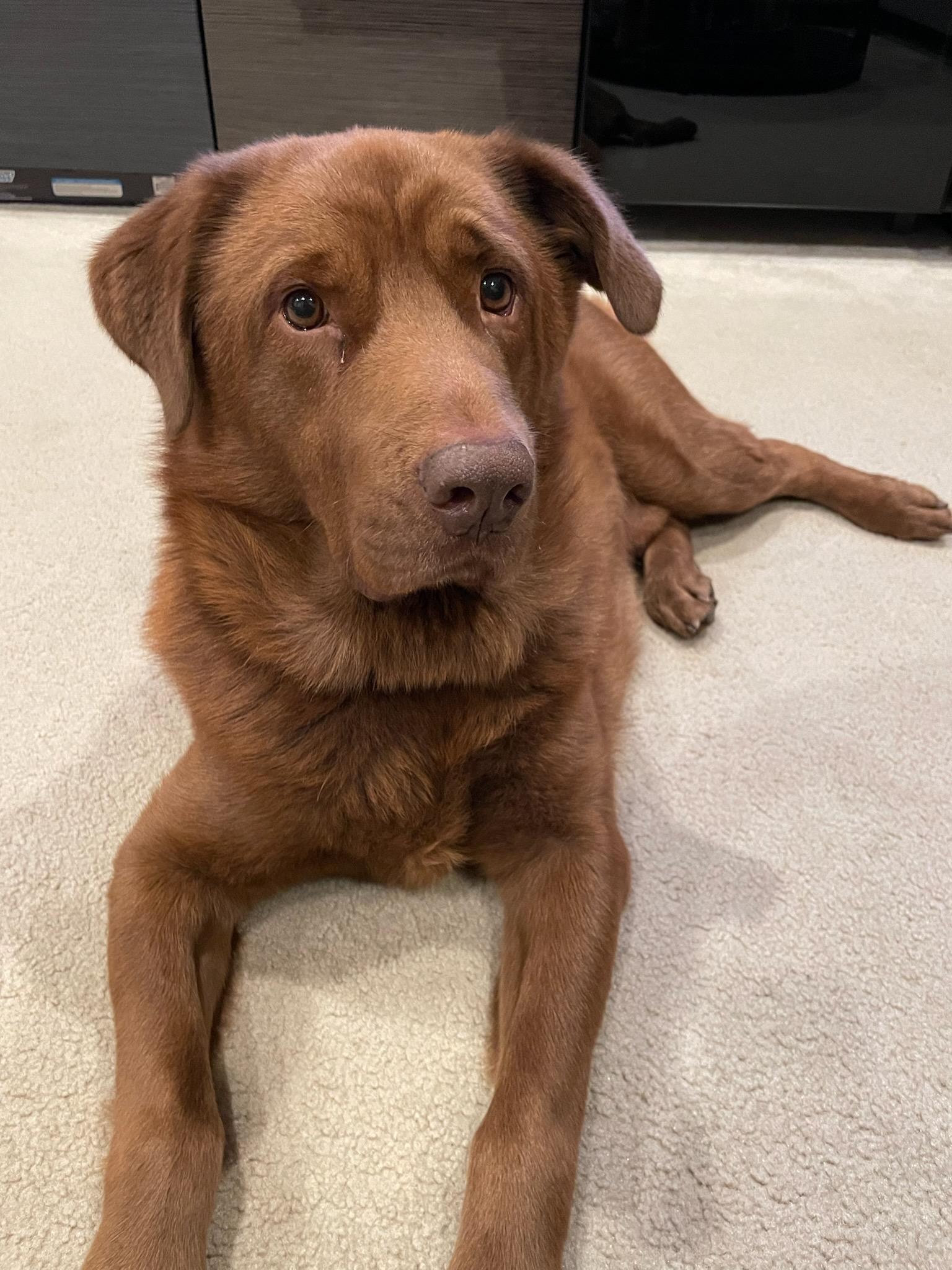 Chesapeake lab mix fashion puppy