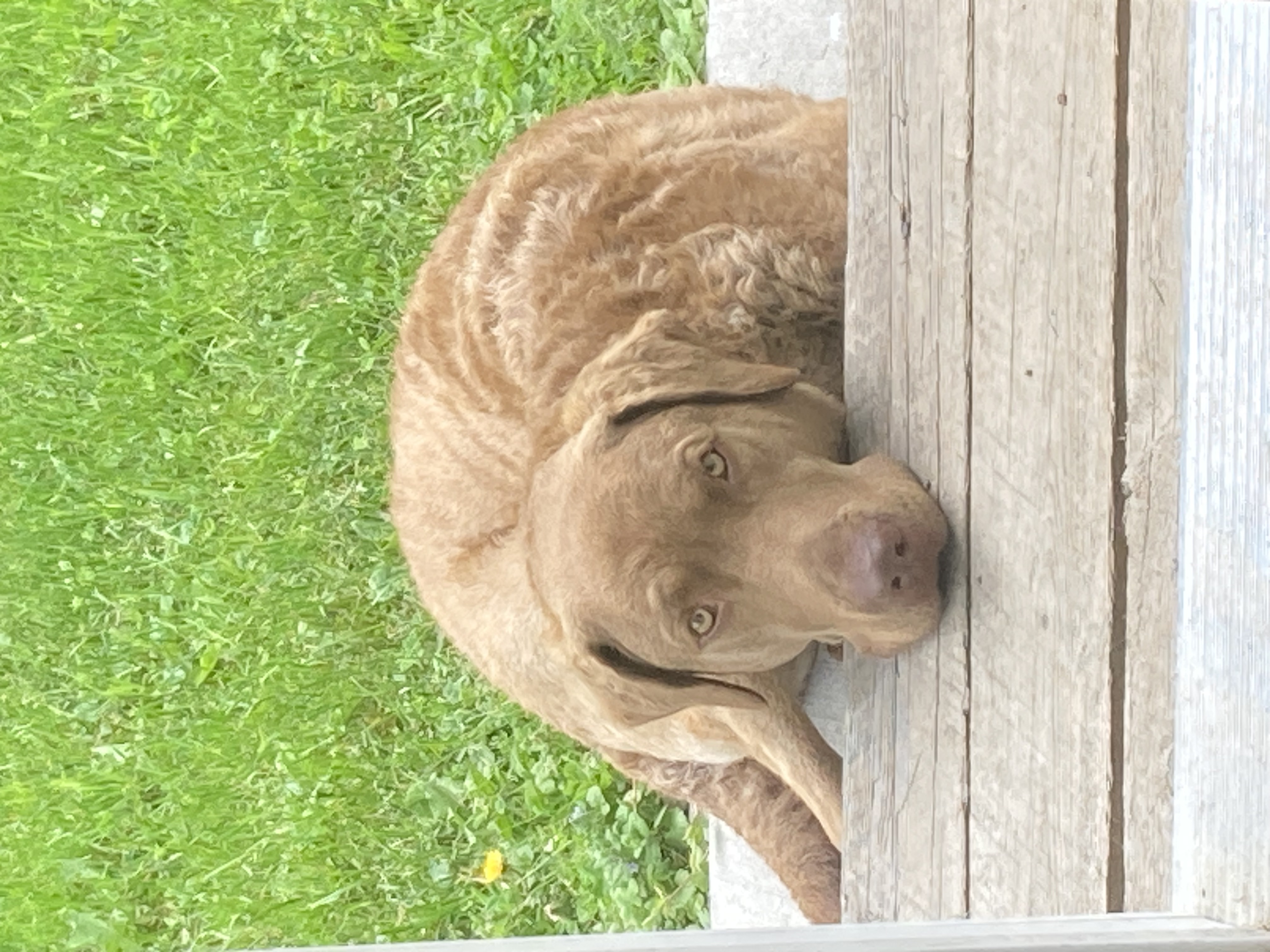 Pet Adoption Chesapeake Bay Retriever Rescues Hunting Chesapeake